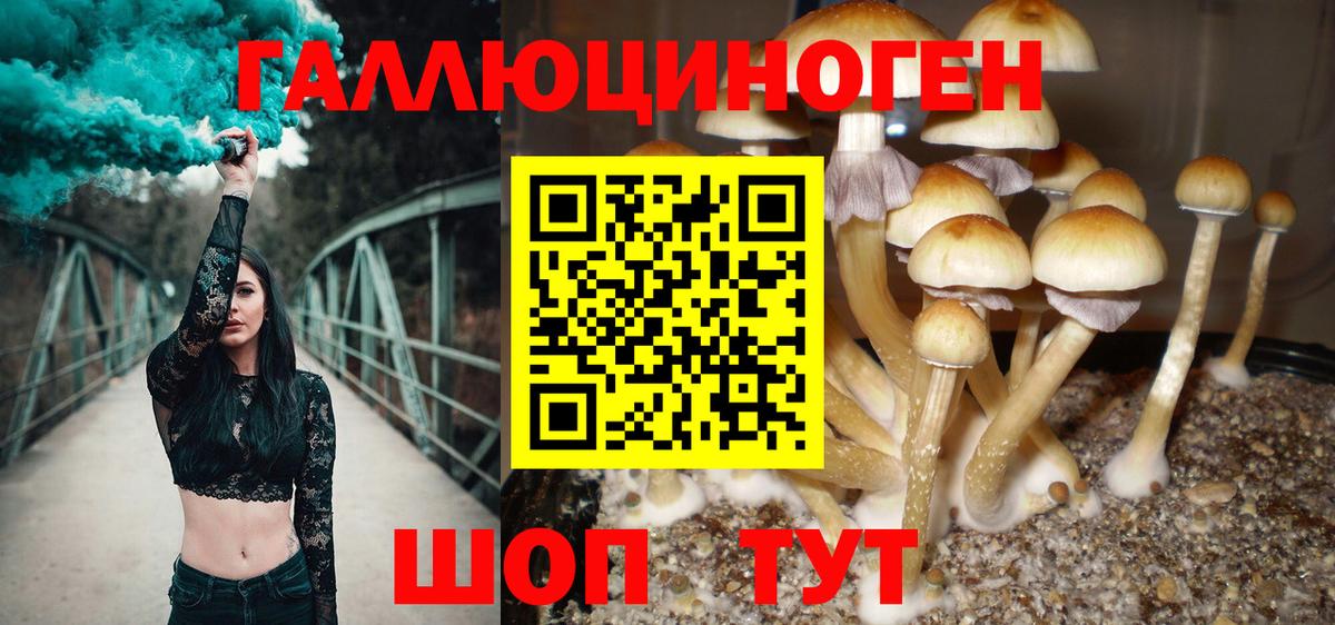Псилоцибиновые грибы Cubensis Сланцы